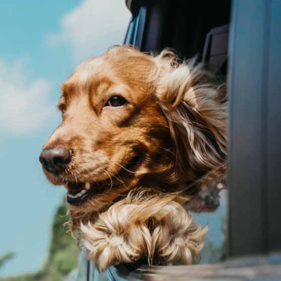 cocker spaniel leaning out of car window 
